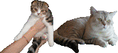 продажа котят